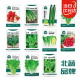 北蔬 蔬菜种子种苗草莓黄瓜香菜生菜葱菠菜春种菜籽 11种蔬菜种子套餐
