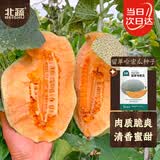 北蔬哈密瓜种子苗新疆网纹瓜甜瓜香瓜水果种籽 留翠哈密瓜种子100粒