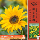寿禾盆栽矮向日葵种子苗家庭种观赏花卉种籽 寿彩2号矮向日葵种子40粒
