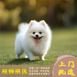 梦茜儿纯种博美犬球形博美幼犬活体宠物狗狗茶杯犬博美狗小白狗小体博美 博美犬 2026-06-30 博美犬 宠物级 (咨询在线客服) 母