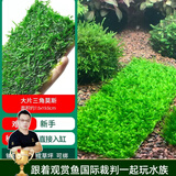 云峰海瑞 鱼缸水草前景莫丝莫斯水草水族箱造景套餐水草活体草缸造景装饰 大三角7.5*19.5大网片