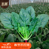 北蔬 大叶菠菜种子苗红根冬春四季蔬菜种籽 卓脆红根大叶菠菜种子10g