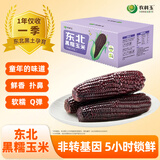 农科玉黑紫糯玉米3.68斤230g*8根营养粗粮杂粮东北苞米棒早代餐零食