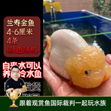 云峰海瑞观赏金鱼 冷水鱼 观赏鱼耐活鱼 活体鱼 淡水鱼小金鱼活鱼锦鲤活鱼 兰寿4-6厘米4条（颜色随机）
