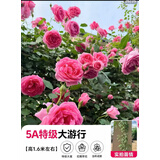 欧芽蔷薇花苗藤本月季花树特大庭院爬藤植物阳台花卉爬墙玫瑰耐寒盆栽 大游行(大花) 1.3-1.5米高度