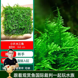 云峰海瑞 鱼缸水草前景莫丝莫斯水草水族箱造景套餐水草活体草缸造景装饰 大三角8*8网片定植