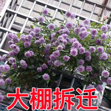 【大棚拆迁】藤本月季花苗大花四季开花蔷薇爬藤庭院爬墙盆栽阳台 小花I蓝雨【爬藤】 【开花爆满】8年苗（买一送一）