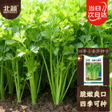 北蔬芹菜种子苗老品种小香芹本地芹菜蔬菜种籽 四季小香芹种子10gx2包
