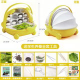 沃绣 蚕宝宝当天发货 活蚕宝宝蚕卵小蚕彩色蚕新鲜桑叶学生养蚕套装 黄色太空舱1龄蚕30条套装