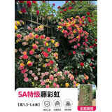 欧芽蔷薇花苗藤本月季花树特大庭院爬藤植物阳台花卉爬墙玫瑰耐寒盆栽 藤彩虹(变色) 1.3-1.5米高度