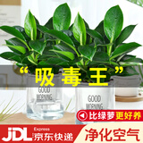 花翁金钻盆栽绿植物大盆绿萝除室内甲醛花卉水培办公净化空气源头直发