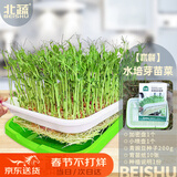 北蔬 水培豌豆蔬菜种子菜芽苗菜发芽盆育苗盘无土栽培 水培豌豆苗套餐