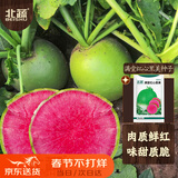 北蔬 心里美萝卜种子苗冬春红心水果萝卜蔬菜种籽 满堂红萝卜种子10g