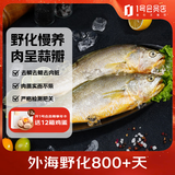 1号会员店 冷冻深海野化三去黄花鱼 宁德大黄鱼800g/2条装盒装 海鱼 年货节