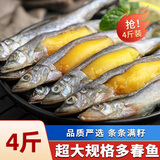 海宏盈 满籽多春鱼 特大多籽鱼鱼子海鲜鱼类生鲜烧烤火锅食材 4斤装特大规格15-17厘米