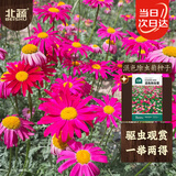 北蔬除虫菊花种子苗防蚊虫家庭四季盆栽花种籽 混色除虫菊种子500粒