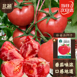 北蔬 番茄种子老品种毛粉沙瓤西红柿盆栽蔬菜种籽 粉果西红柿种子50粒
