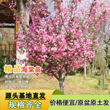 滨淇庭院地栽大型高杆海棠树苗西府海棠耐寒植物2公分粗1棵源头直发