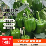 新鲜绿菜椒现摘山东圆椒青椒太空甜椒蔬菜灯笼椒生吃蔬菜沙拉 山东新鲜圆椒净重1.8斤