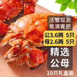 乾澄【活蟹】乾澄大闸蟹现货 公3.6两母2.6两10只5对鲜活螃蟹海鲜过年送礼年货礼盒源头直发