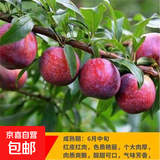 蜂糖李子树苗嫁接特大晚熟脱骨青脆李子果树苗南北方种三华李树苗 三华李（5年苗当年结果） 81cm(含)-110cm(含)