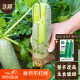 北蔬 潍坊水果萝卜种子苗春季种青罗卜蔬菜种籽 潍县青萝卜种子10g