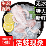 牛蛙特大鲜活现杀免处理田鸡麻辣牛蛙蛙腿生鲜半成品冷冻烧烤净重 去皮去头去内脏【每斤称4-5只】 大号【无冰1斤】活蛙现杀