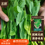 北蔬 豌豆尖种子无须豌豆苗芽苗菜大叶春四季菜籽 无须豌豆尖种子100g