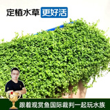 云峰海瑞 鱼缸造景真活体水草草坪水草种子鱼缸草缸造景水族箱装饰前景 迷你矮珍珠盒（长方盒）1盒