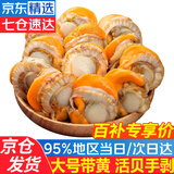 优牧冠 冷冻扇贝肉 部分带黄可做蒜蓉粉丝扇贝 70%固形物含量 大号 净重4斤