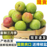 京逸现货现摘李子新鲜三月李应季青李子酸脆珍珠李三华李孕妇水果整箱 1斤|小果【单果约5毛硬币大】 现摘现发+辣椒盐