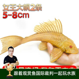 云峰海瑞清洁鱼活体热带鱼观赏鱼水族宠物工具鱼垃圾鱼老鼠鱼鱼缸除藻 女王大帆2条5-8cm