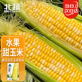 北蔬水果玉米种子苗甜脆可生吃大棒苞米籽 双色甜玉米种子25g约190粒