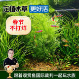 云峰海瑞水草活体懒人草鱼缸造景活体水草套餐鱼缸水草有茎类中后景真水草 【好养易活】水芹（5只一组）