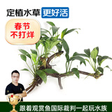 云峰海瑞 水草活体鱼缸造景套餐用品水族箱装饰鱼缸种子沉木活水草 丹麦榕6头沉木