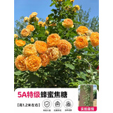 欧芽蔷薇花苗藤本月季花树特大庭院爬藤植物阳台花卉爬墙玫瑰耐寒盆栽 蜂蜜焦糖(中花) 1.3-1.5米高度