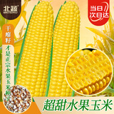 北蔬水果甜玉米种子苗超甜可生吃四季菜籽 老品种玉米金甜13种子100粒
