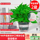 绿有意绿萝盆栽除甲醛室内好养花卉植物绿萝批发办公室新房装修净化空气 【新品】180加水口绿加仑吸水2盆 带盆带土发货