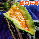 山东头茬博洋9号甜瓜香瓜脆瓜新鲜水果整箱 净重4.8斤（8个左右）