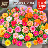 北蔬太阳花种子重瓣混色大花苗四季开庭院阳台栽花籽 太阳花种子100g