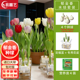 易囍艺 郁金香种球水培盆栽花卉土培室内花绿植盆栽水养植物花卉进口大 店长力荐款-混色郁金香4球+专用定植篮花盆+营养液