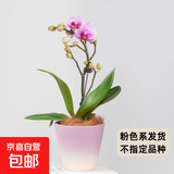年宵花春节蝴蝶兰盆栽花苗桌面装饰花卉植物四季好养绿植过年货 粉色系蝴蝶兰配渐变紫陶瓷盘