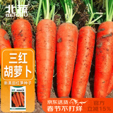 北蔬 胡萝卜种子黑田五寸红家庭种蔬菜种籽 新黑田红笋胡萝卜种子30g