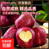 2025年现摘现发甘肃天水花牛苹果新鲜红蛇果粉面生鲜脆甜多汁A14 带箱9斤净重8斤  果径75mm以上