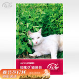 寿禾 猫薄荷种子苗盆栽猫零食香草种籽 咪咪草猫薄荷种子约1500粒*4袋