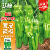 北蔬泡椒辣椒种子苗微辣薄皱皮辣椒盆栽种菜种籽 早熟薄皮椒种子60粒