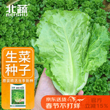 北蔬 生菜种子苗四季种生吃耐热耐抽薹菜籽 速翠1号生菜种子约5000粒