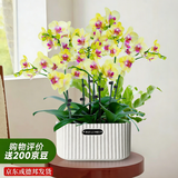 爱优尚蝴蝶兰盆栽中秋节礼物乔迁年宵花送礼客厅办公室四季开花源头直发