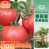 寿禾 蔬菜苗活苗带土发货大全菜苗种苗冬春各种秧苗山东寿光苗子阳台 [沙瓤]粉冠番茄苗 3棵
