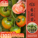 寿禾 蔬菜苗活苗带土发货大全菜苗种苗冬春各种秧苗山东寿光苗子阳台 草莓番茄苗 6棵